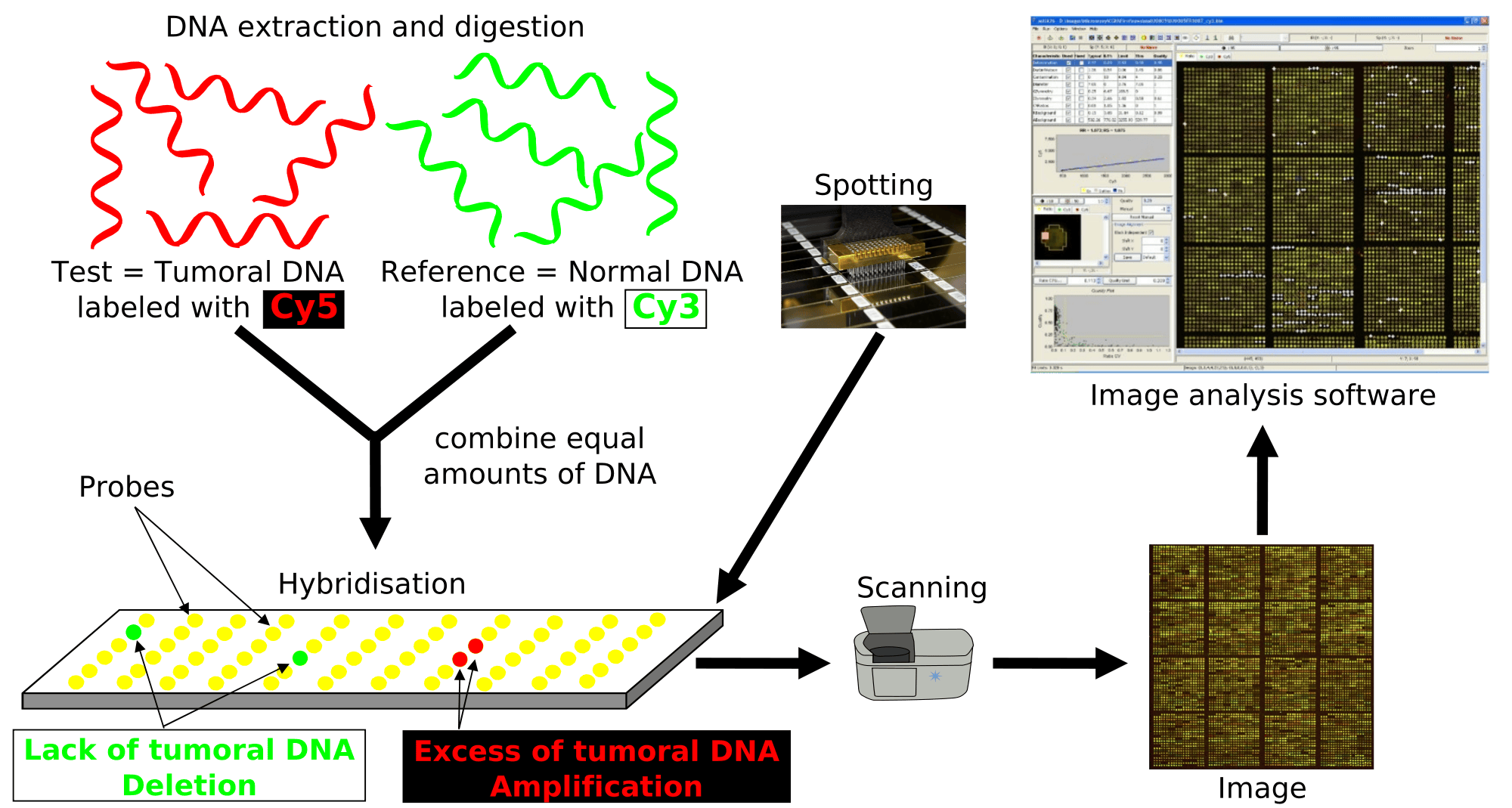 Genomic Instability is Linked to Schoziophrenia Cell And Molecular