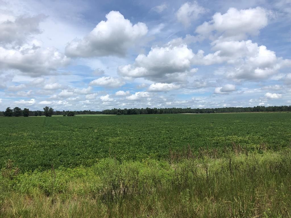 20 acres in Gilchrist County, Florida