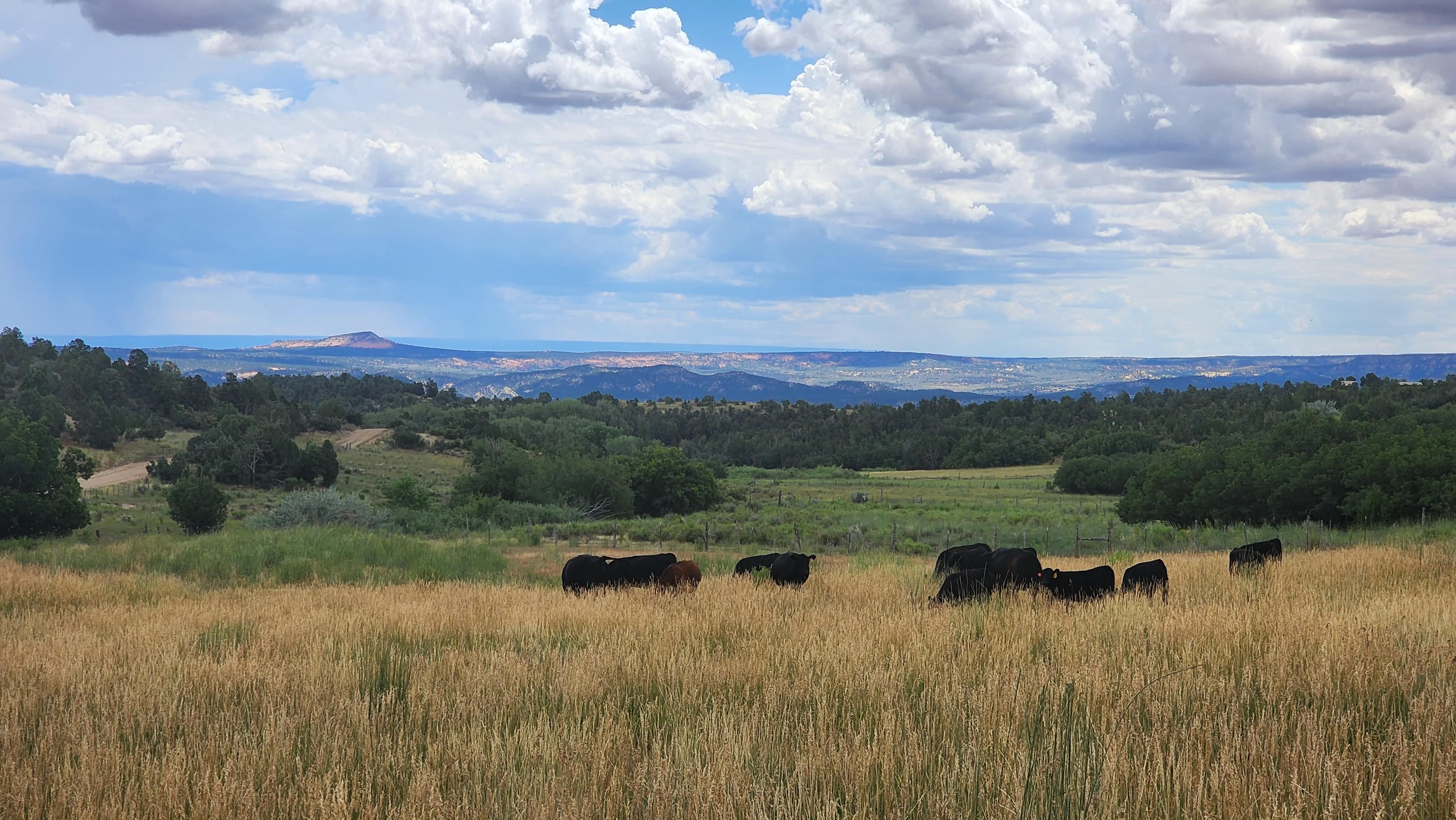 Mineral Springs Road, Mount Carmel, UT 84755 MLS 12302867