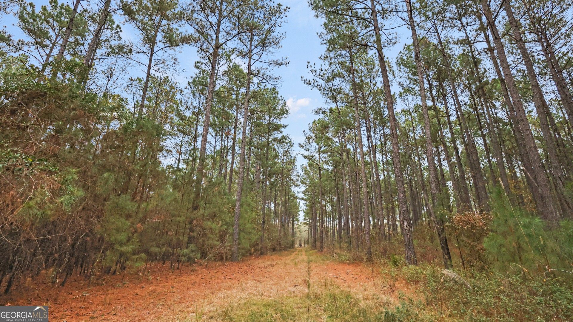 Ellaville, Schley County, GA Undeveloped Land for sale Property ID