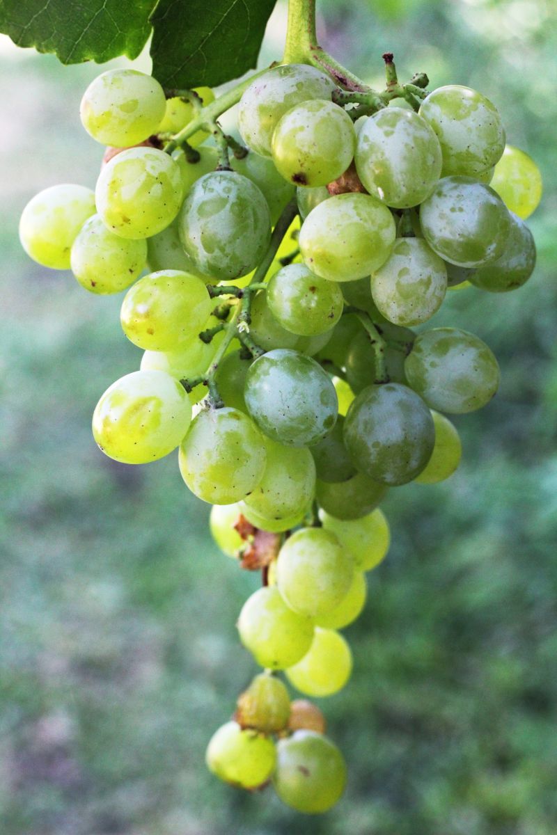 Green Grapes