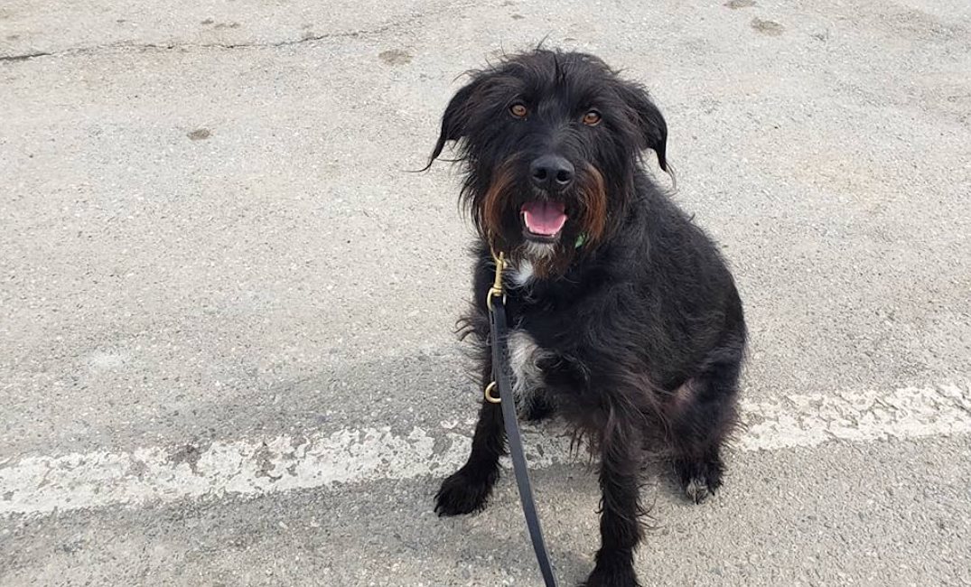 How Do You Deal With Rehoming A Dog