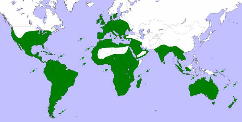 Firefly Habitat World Map Barn Owl Ranking The Kingdom podcast