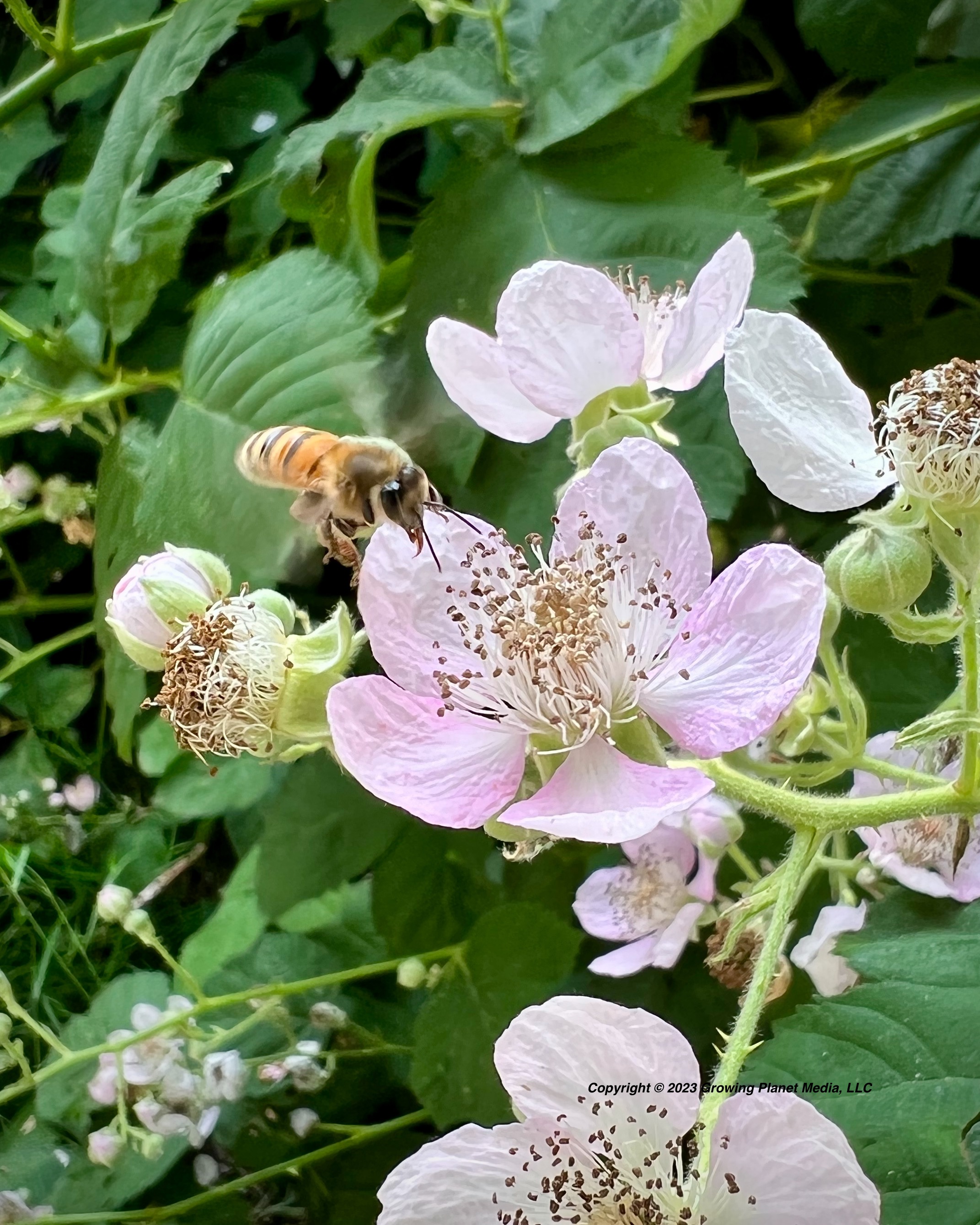 Honey Bees and Native Bees (149)