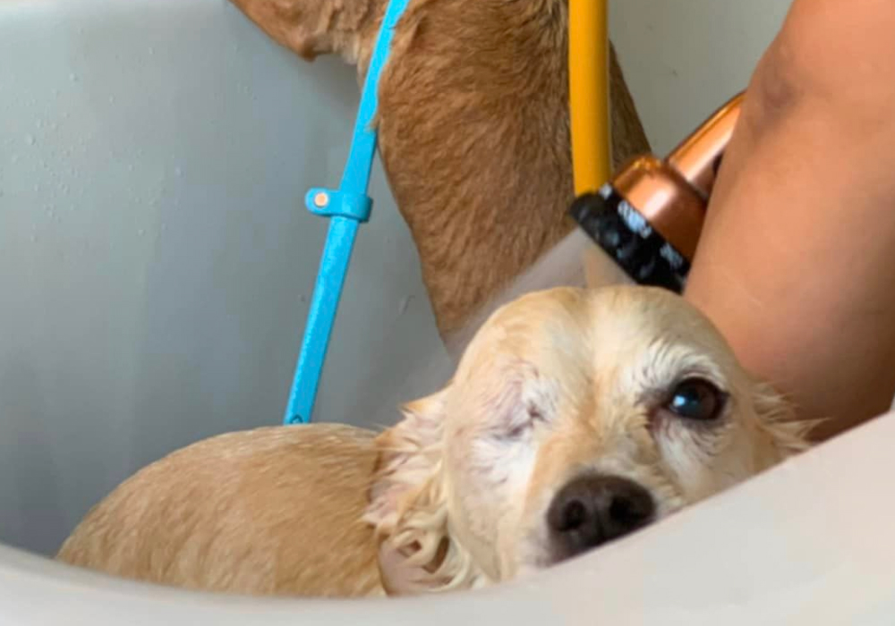 South Bark Dog Wash Lightspeed