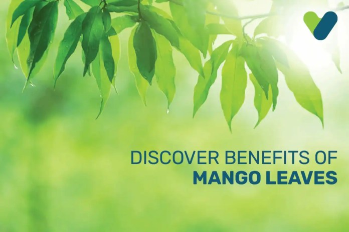 benefits of mango leaves