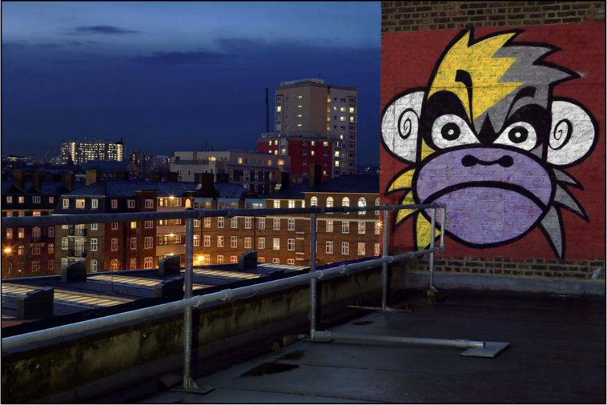 Monkeys In London Everything You Need To Know Londonist