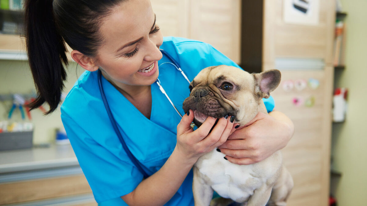 Basic Vet Abbreviations for Pet Owners to Know YourDictionary