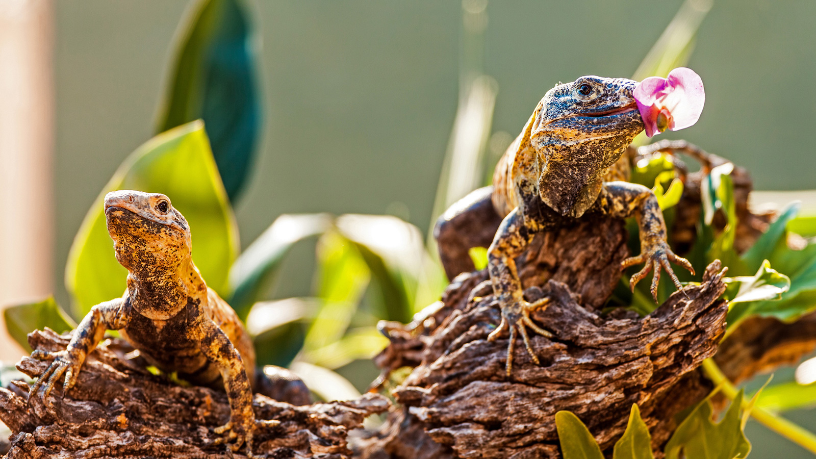 Herbivore Examples Common PlantEating Animals