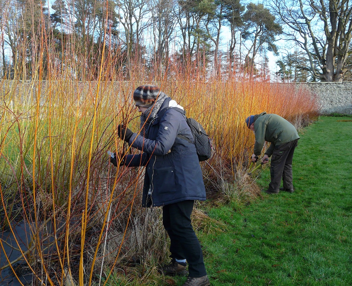 Willow harvesting February volunteer sessions Growing at Gilmerton