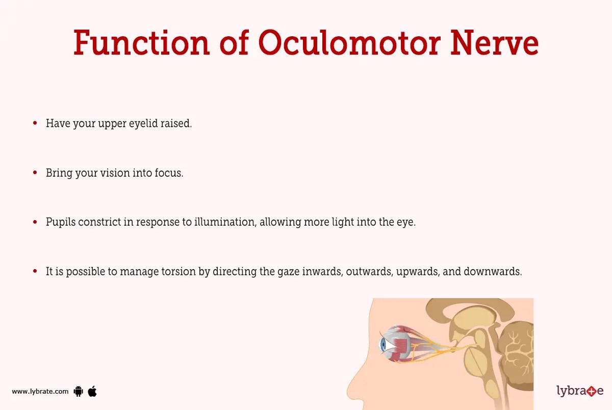 Oculomotor Nerve: Anatomy, Function And 3rd Nerve Palsy, 54% OFF