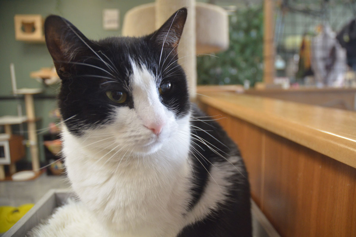 Treetops Kitty Cafe Perseveres a Year After a Devastating Flood