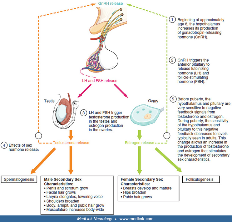 Sex hormones and the nervous system | MedLink Neurology