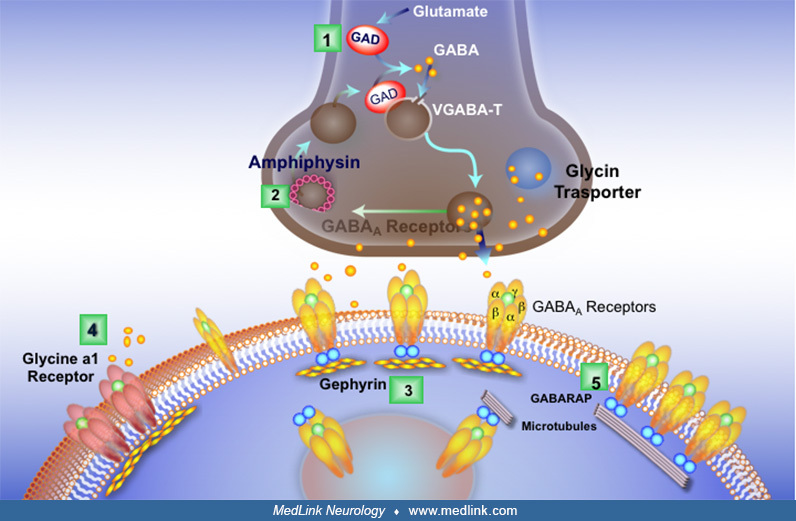 GAD antibodyspectrum disorders MedLink Neurology