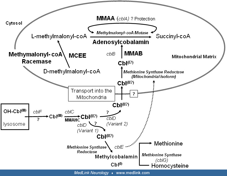 Methylmalonic Acid Lab Tube Color at Alan Carroll blog