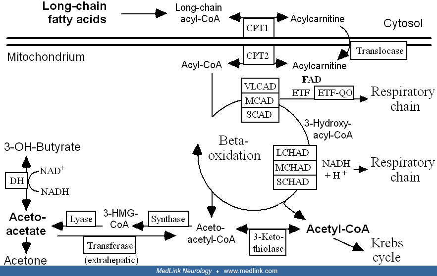 Longchain fatty acid oxidation defects MedLink Neurology