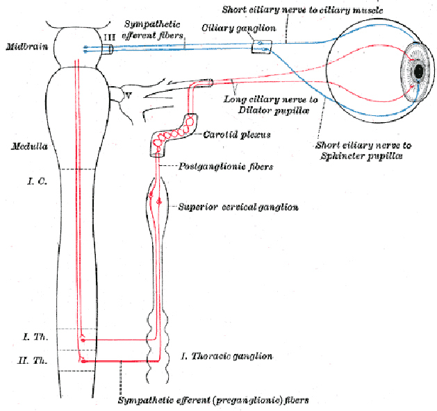 Horner syndrome Handouts MedLink Neurology
