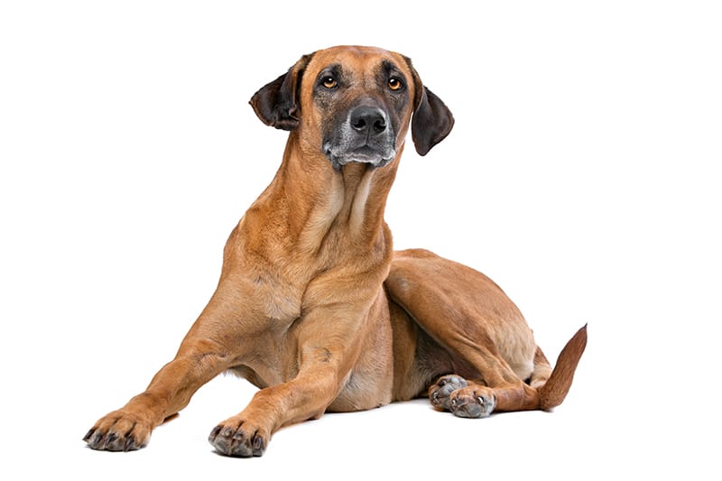 Rhodesian Ridgeback Price Everything You Need to Know