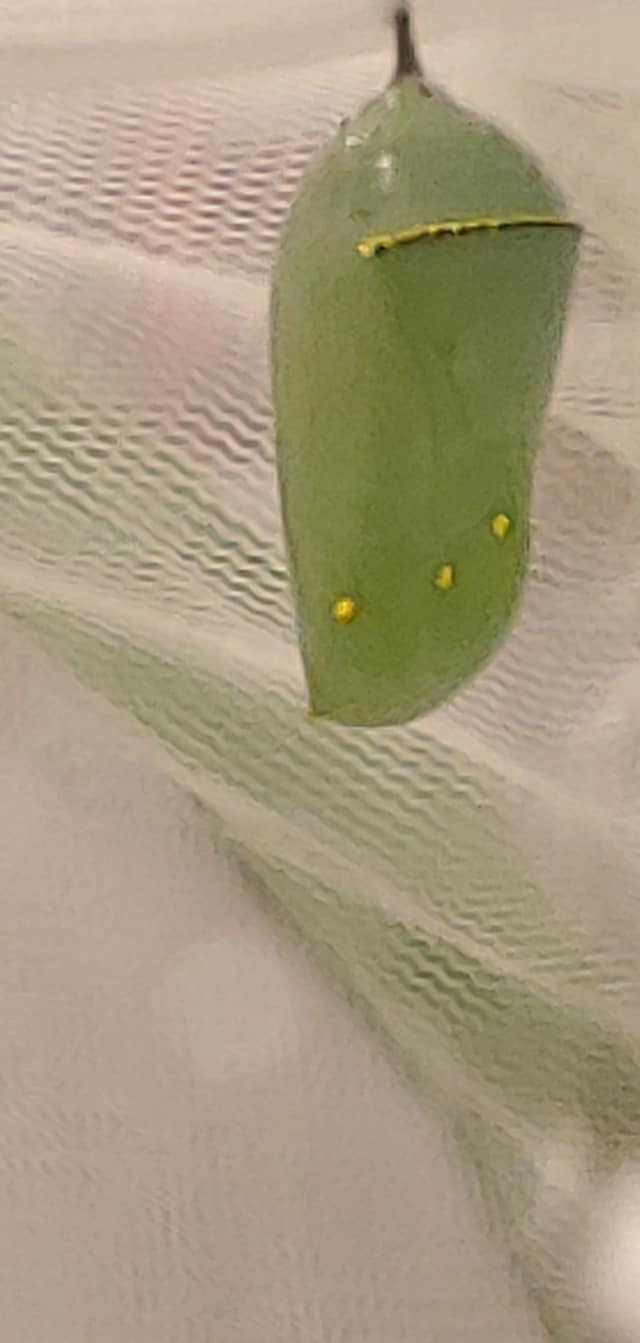 Raising Monarchs Bentleyville Public Library