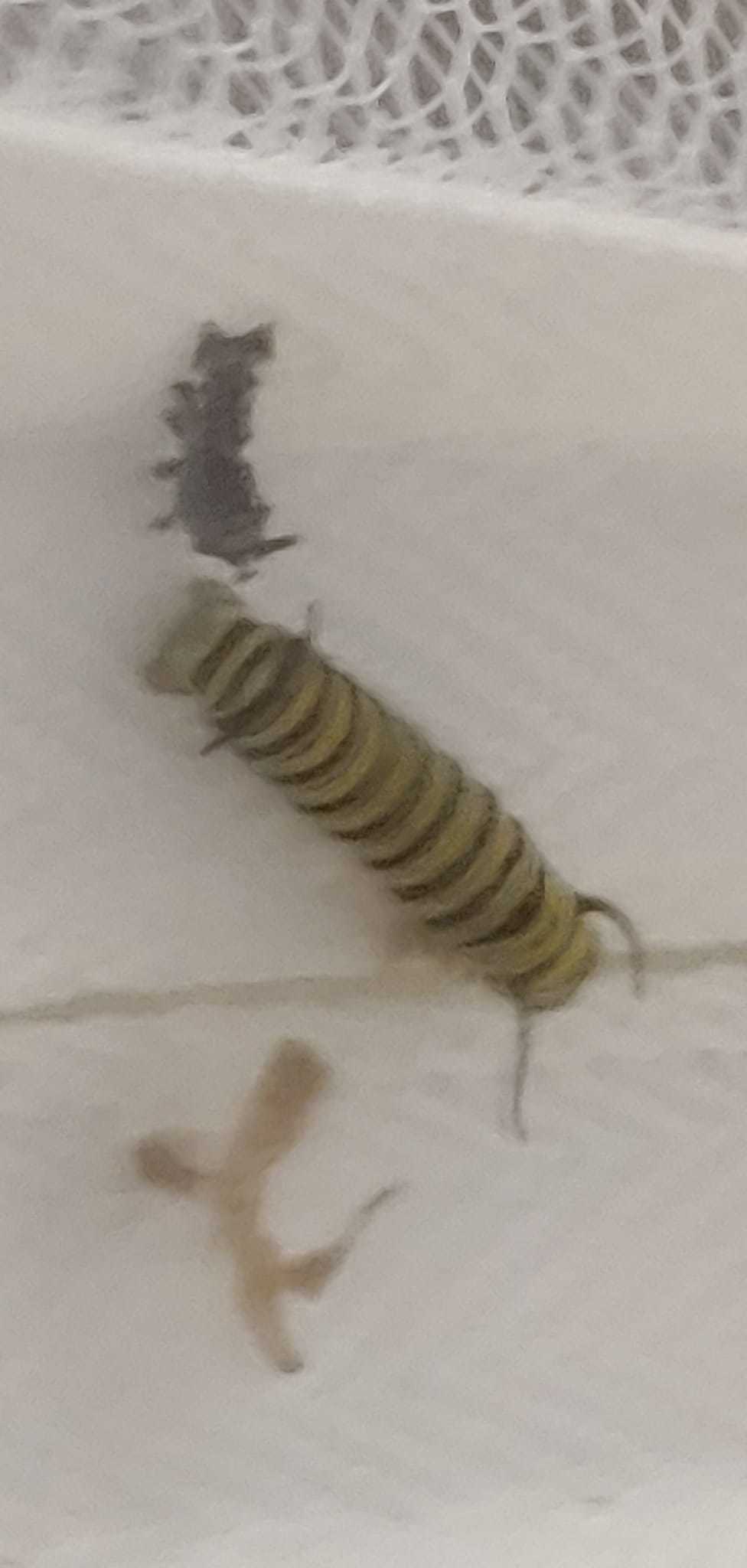 Raising Monarchs Bentleyville Public Library