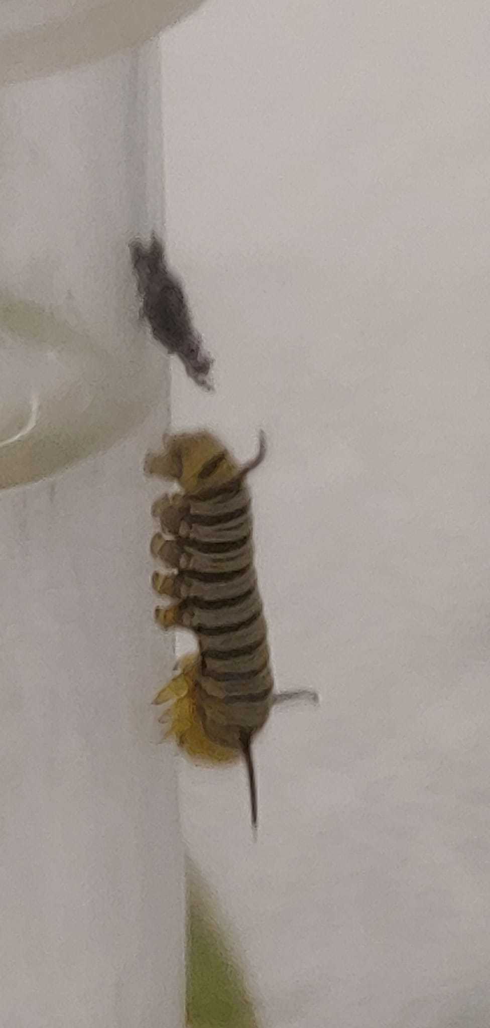 Raising Monarchs Bentleyville Public Library