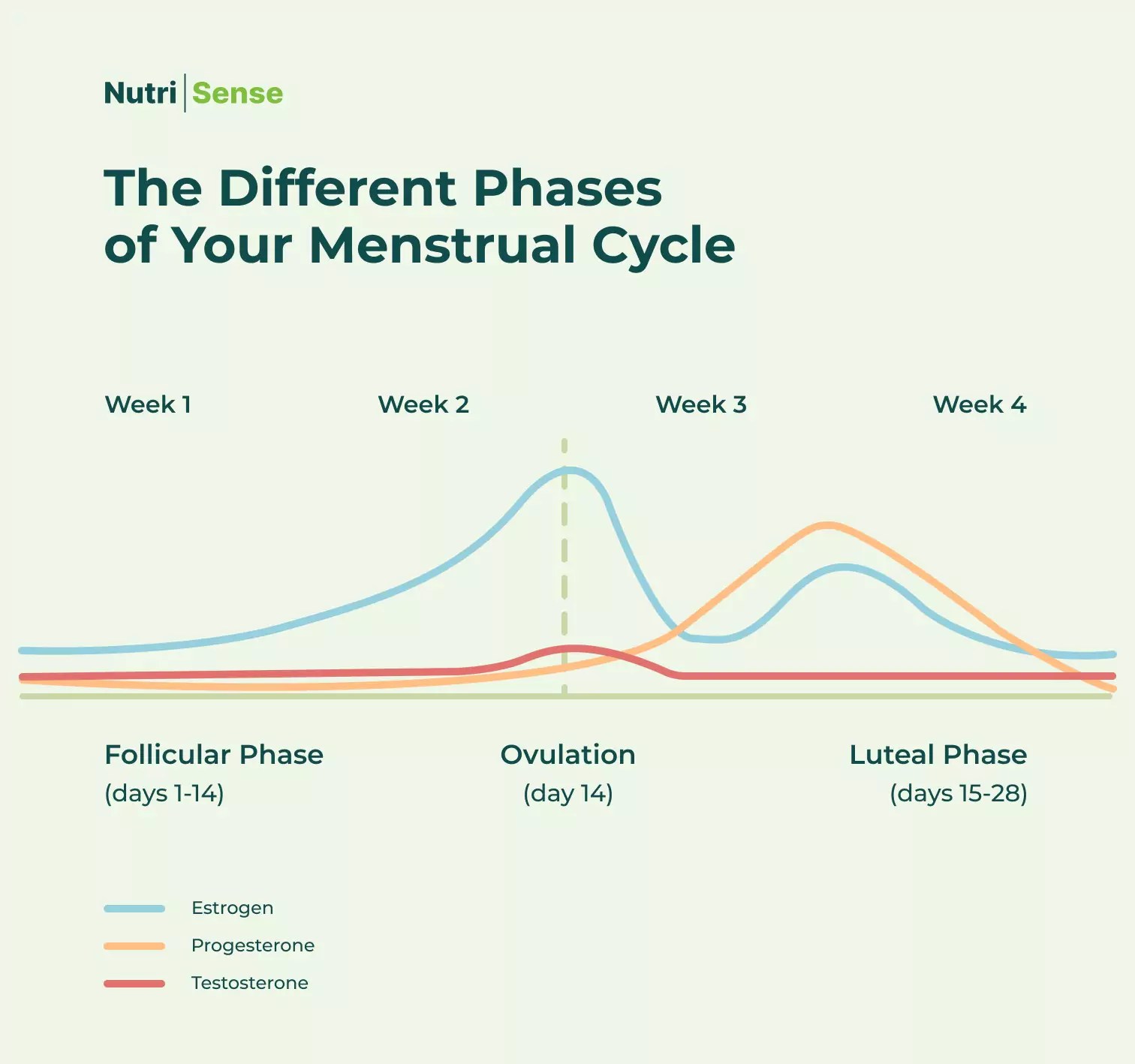 How Does Your Menstrual Cycle Affect Your Blood Sugar Levels