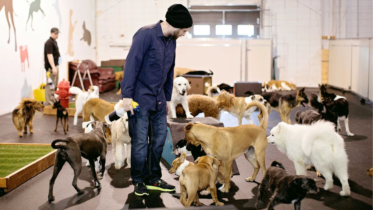 It’s ‘ruff’ One doggie daycare owner explains how his COVIDbattered