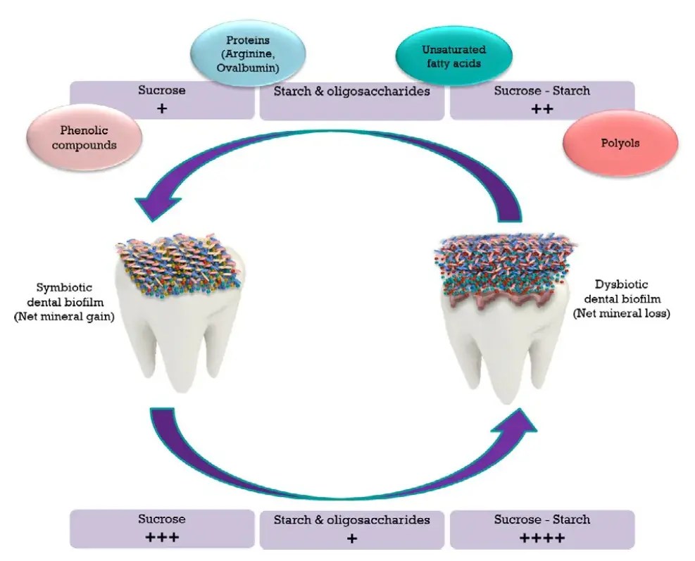 The role of sugars and nutrients and their caries potential
