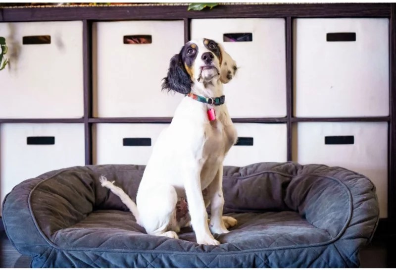 How To Keep a Clean Home With a Dog Orvis
