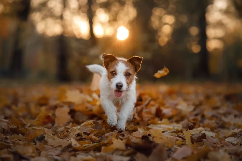 Are Bears Attracted To Dog Poop