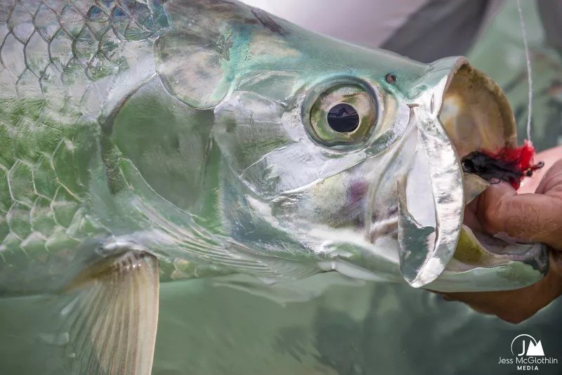 Belize Grand Slam Fly Fishing School and Trip Orvis