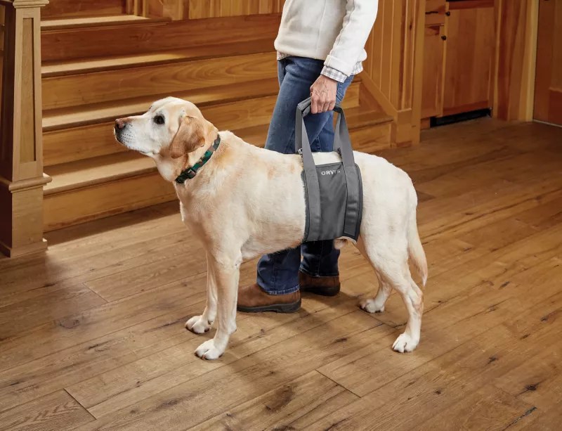 Comfortable Rear Dog Lift Harness Orvis