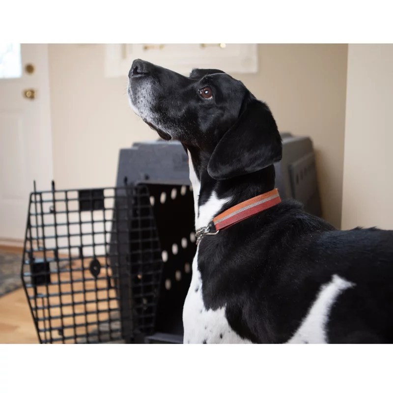 Ruff Land™ Dog Kennel Orvis