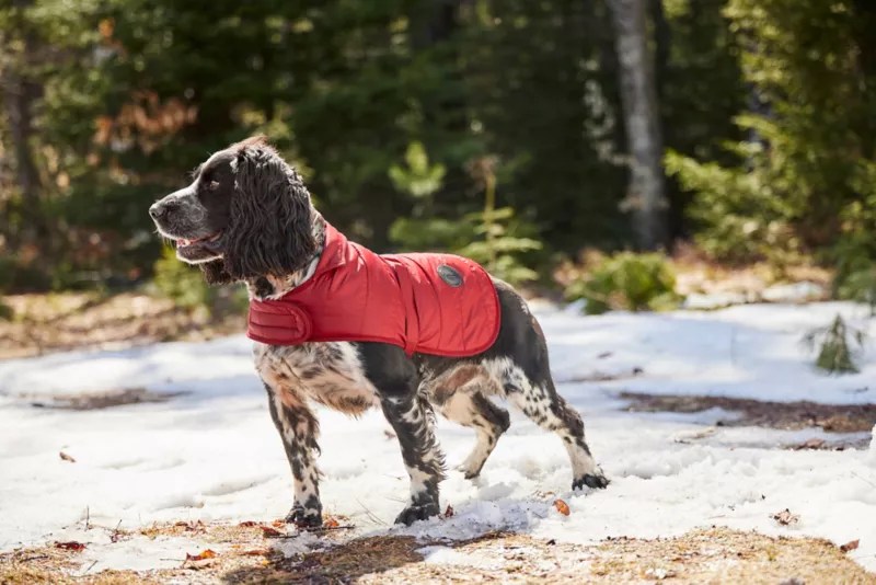 Dog Products Orvis