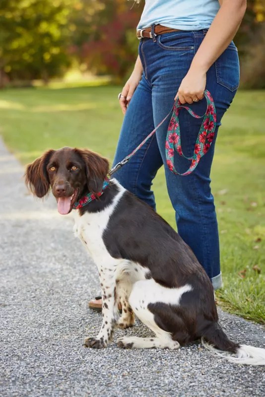 Orvis x Fishe® Wear bed Dog Collar & LEash Orvis