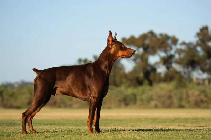 Doberman Pinscher Coat And Color Varieties PetHelpful, 49 OFF
