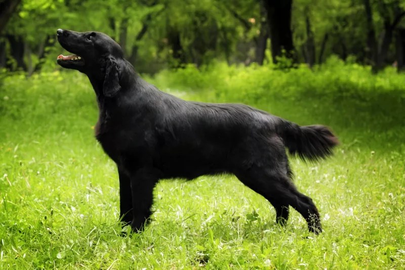 FlatCoated Retriever All About Dogs Orvis