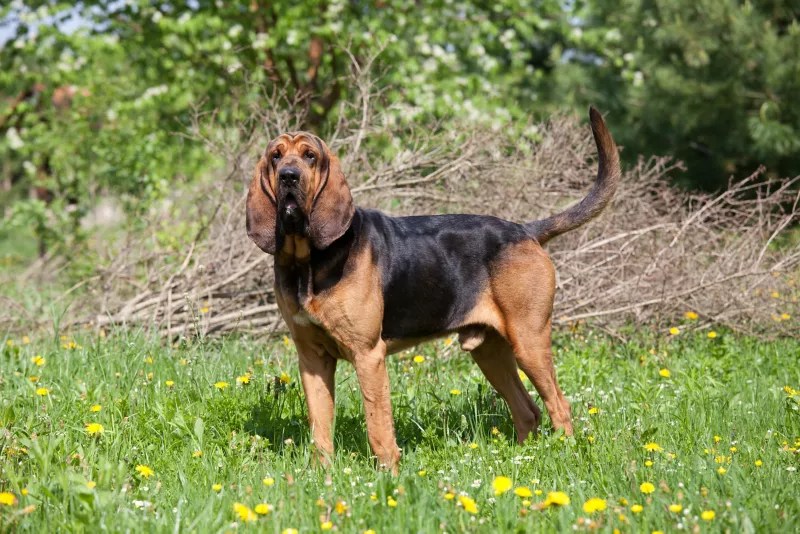 Bloodhound All About Dogs Orvis