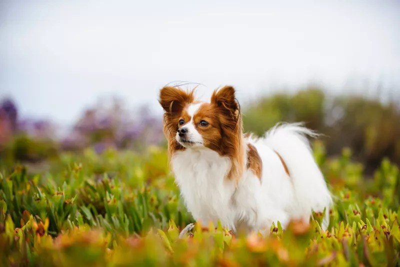 Papillon All About Dogs Orvis