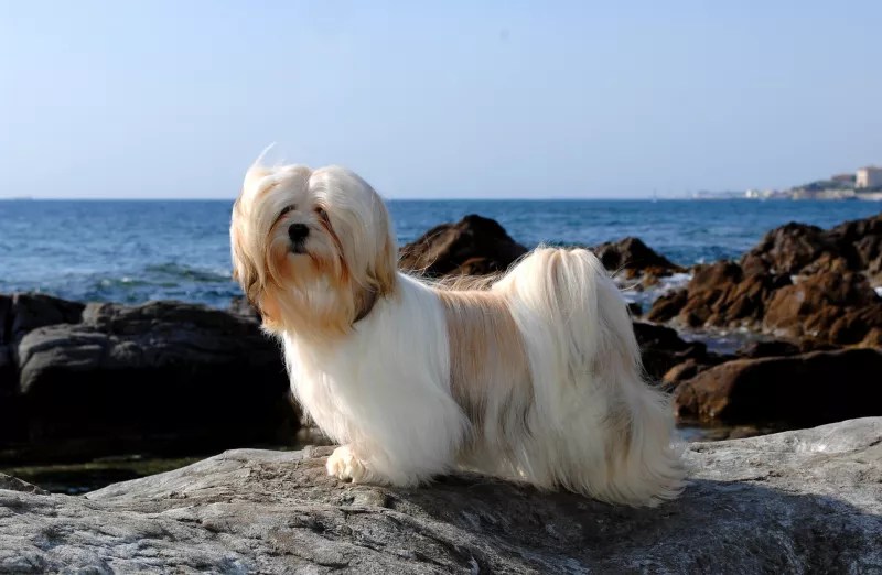 Lhasa Apso All About Dogs Orvis