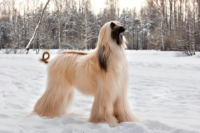 Afghan Hound All About Dogs Orvis