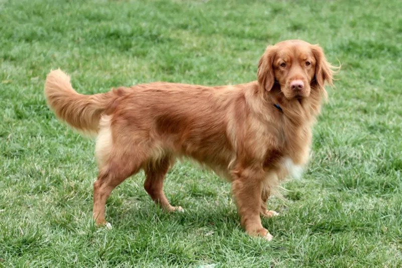 Are Nova Scotia Duck Tolling Retrievers Good Family Dogs