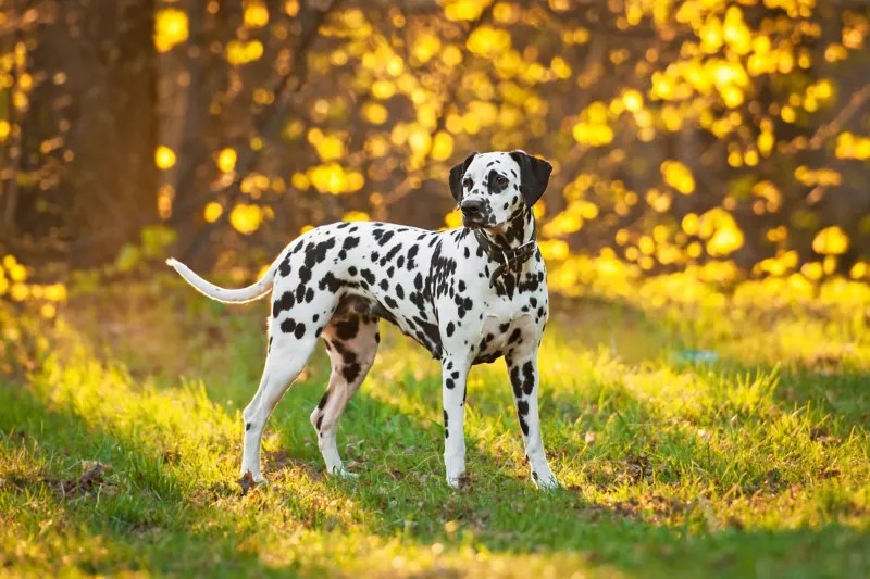 Dalmatian All About Dogs Orvis