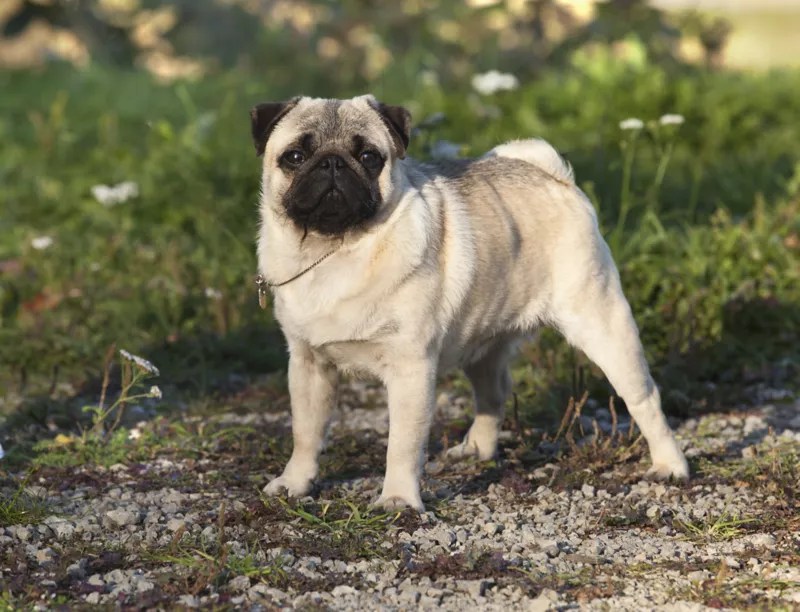 Are Pugs Good Guard Dogs
