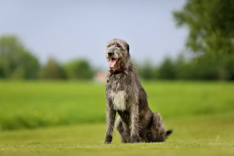 Irish Wolfhound All About Dogs Orvis