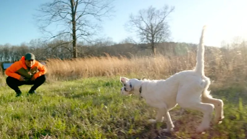 Video Teach Your Dog Recall Orvis