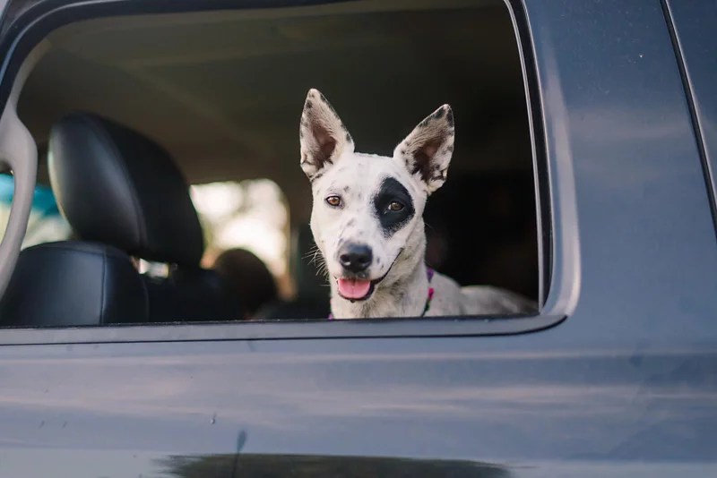 Tips For Car Travel With Dogs Orvis