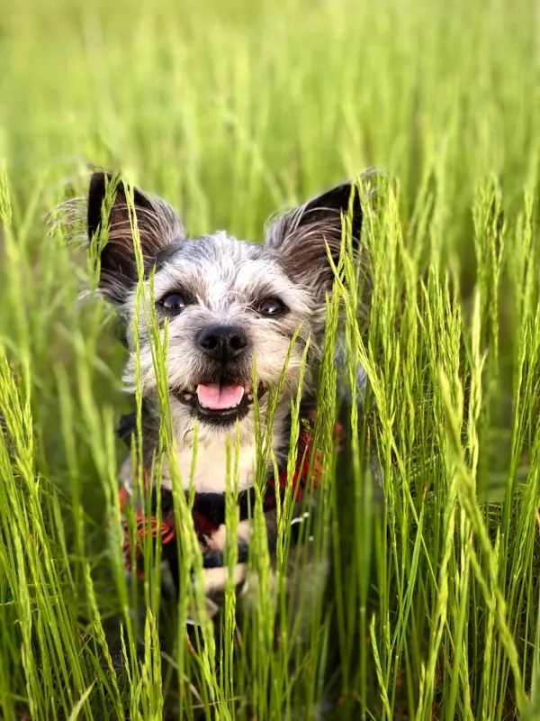Diet & Nutrition For Older Dogs Orvis