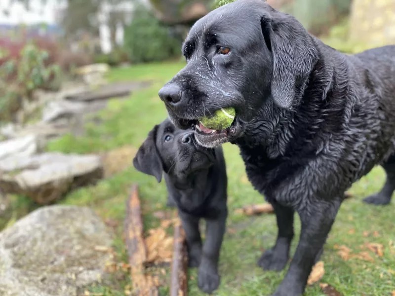 Dental Care for Older Dogs Orvis