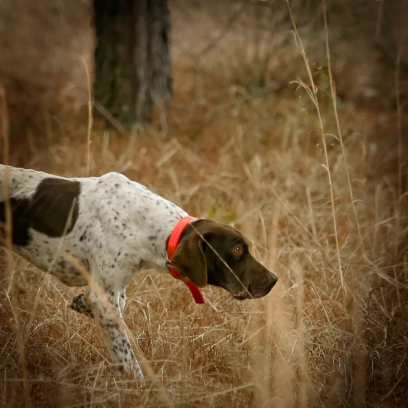 Wingshooting School at Pursell Farms Orvis